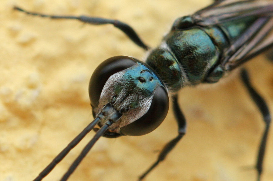 Chalybion bengalense, Sphecidae