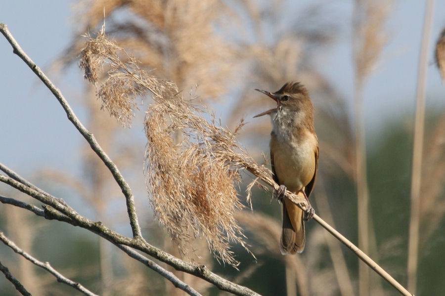 Cannareccione