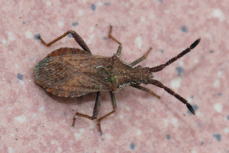 Coreidae: Coriomeris da id.----> Coriomeris denticulatus