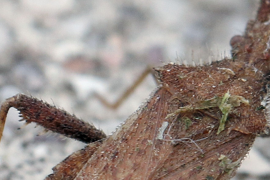 Coreidae: Coriomeris da id.----> Coriomeris denticulatus