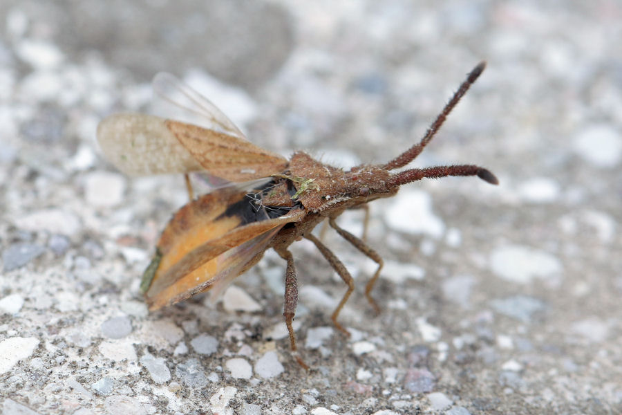 Coreidae: Coriomeris da id.----> Coriomeris denticulatus