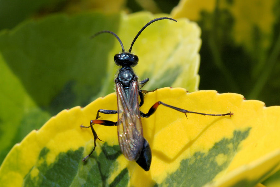 Chalybion femoratum, Sphecidae