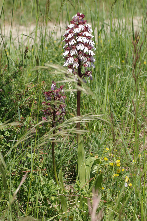 tutte Orchis purpurea