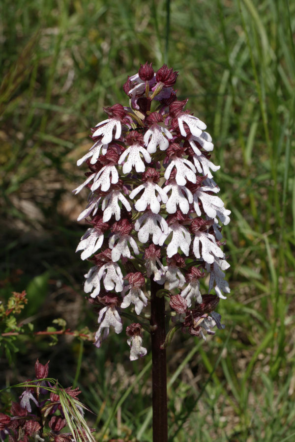 tutte Orchis purpurea