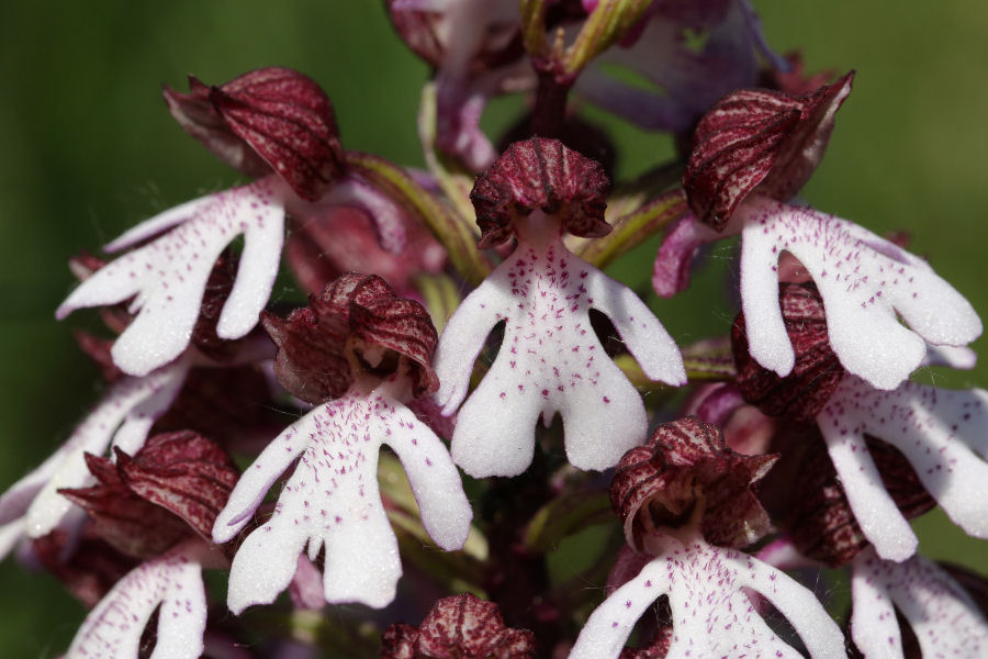 tutte Orchis purpurea