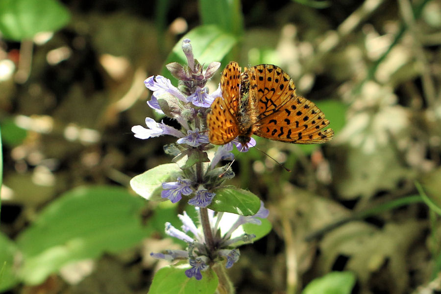 Boloria (Clossiana) euphrosyne