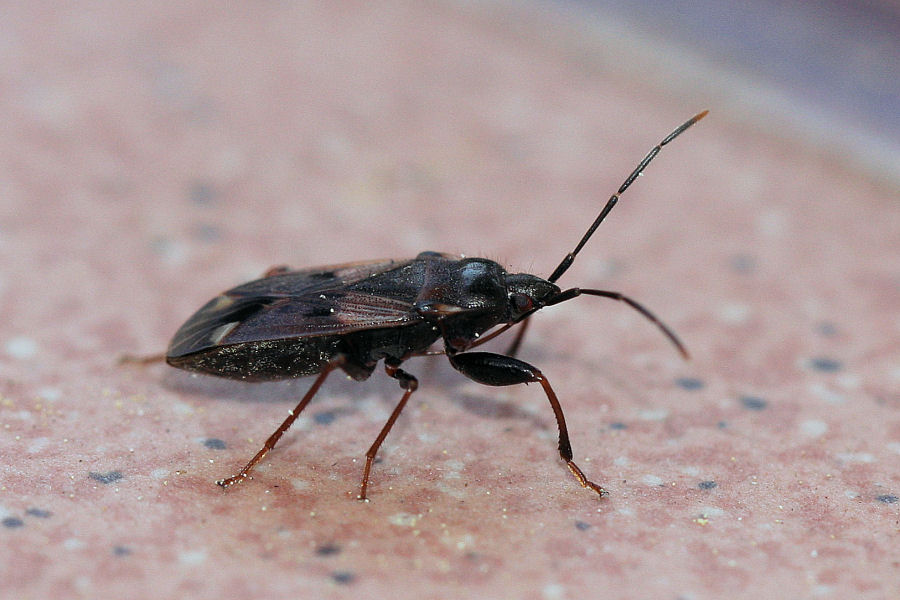 Lygaeidae: Eremocoris fenestratus dell''Emilia (BO)