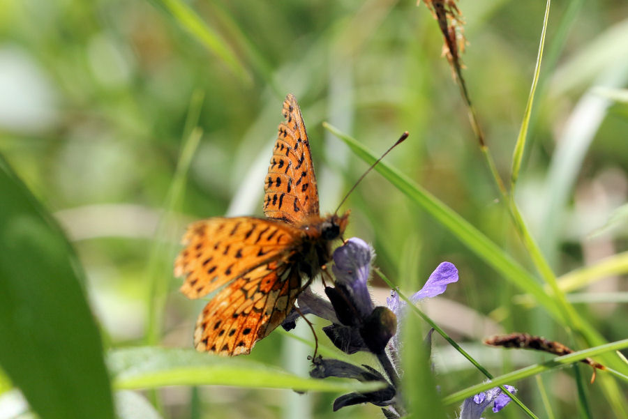 Boloria (Clossiana) euphrosyne