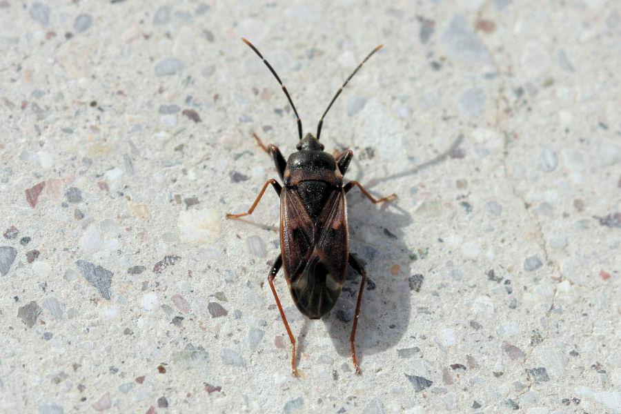 Lygaeidae: Eremocoris fenestratus dell''Emilia (BO)