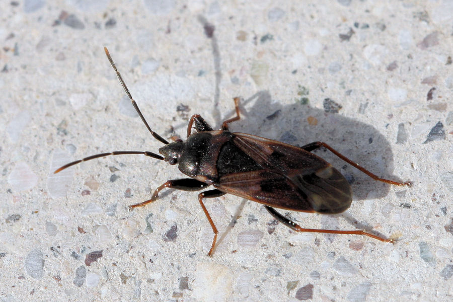 Lygaeidae: Eremocoris fenestratus dell''Emilia (BO)