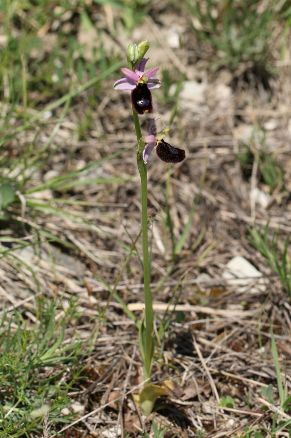 Ophrys bertolonii - chiedo conferma