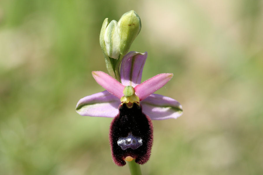 Ophrys bertolonii - chiedo conferma