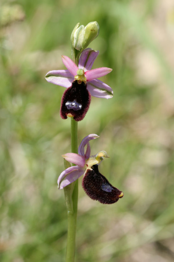 Ophrys bertolonii - chiedo conferma