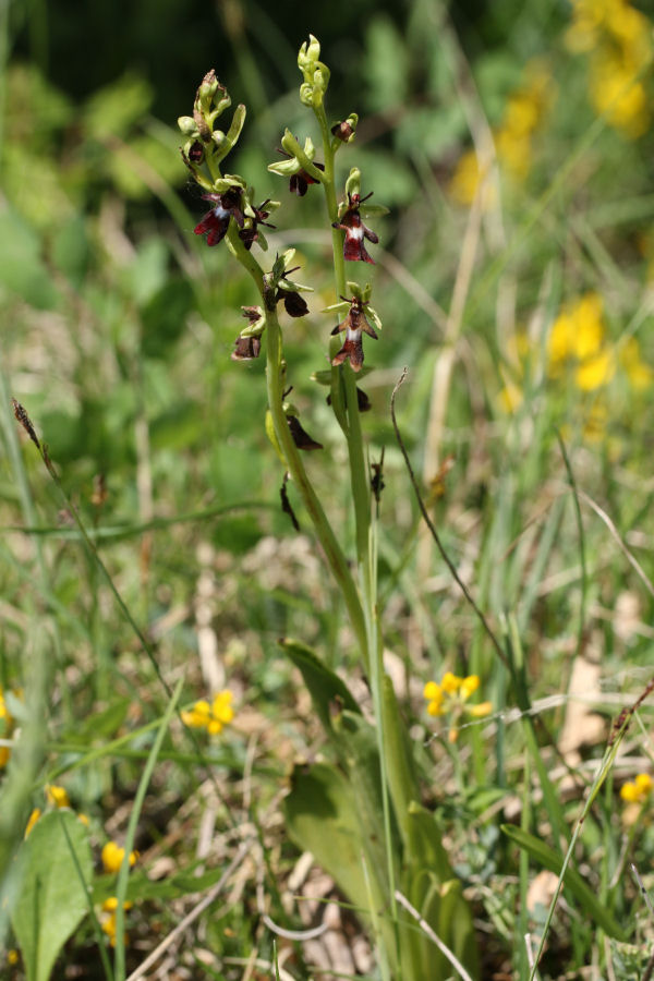 Ophrys insectifera