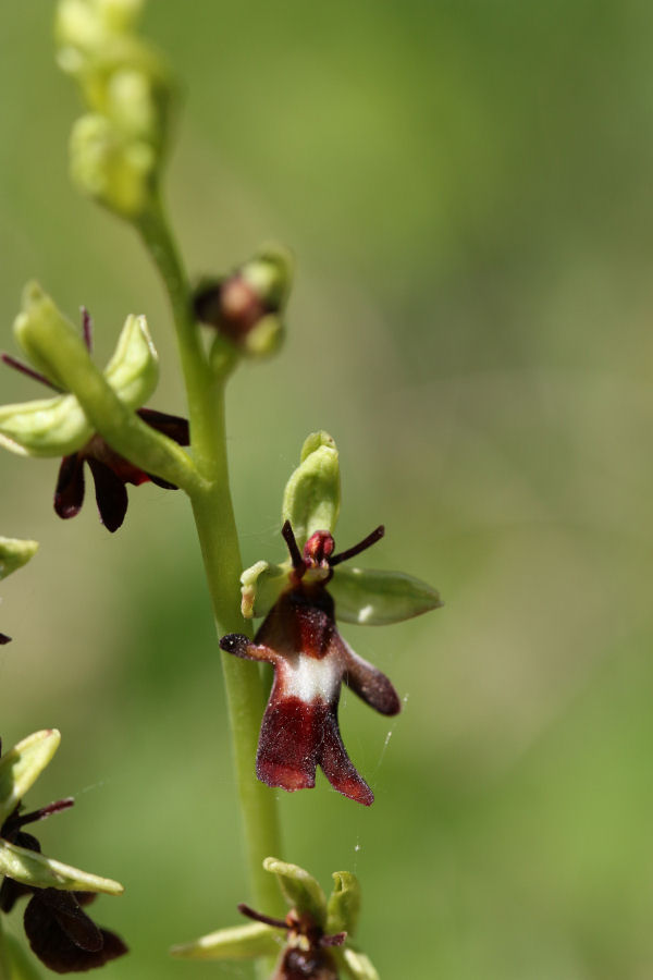 Ophrys insectifera