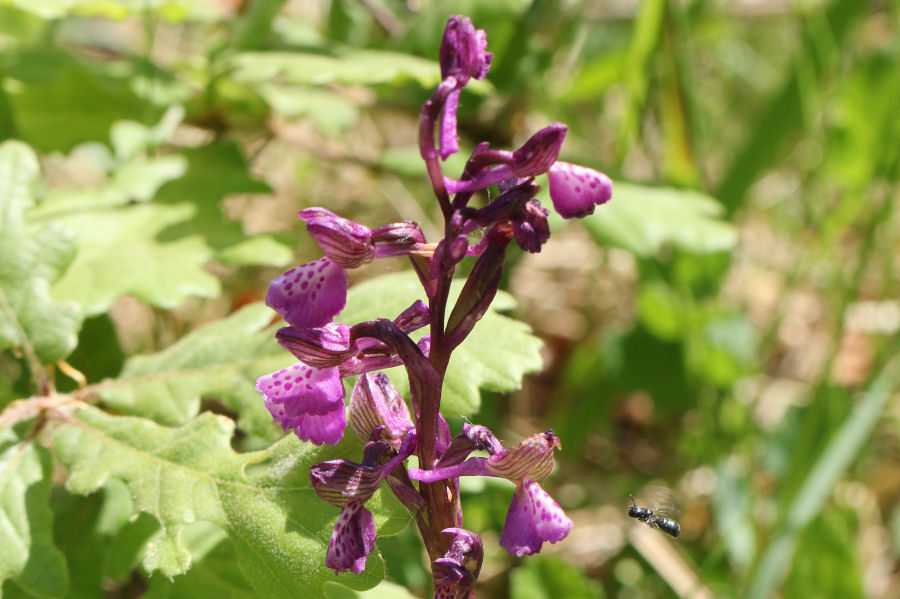 Anacamptis morio