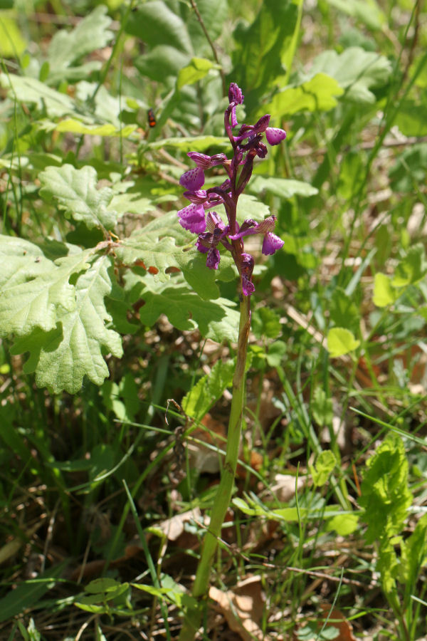 Anacamptis morio