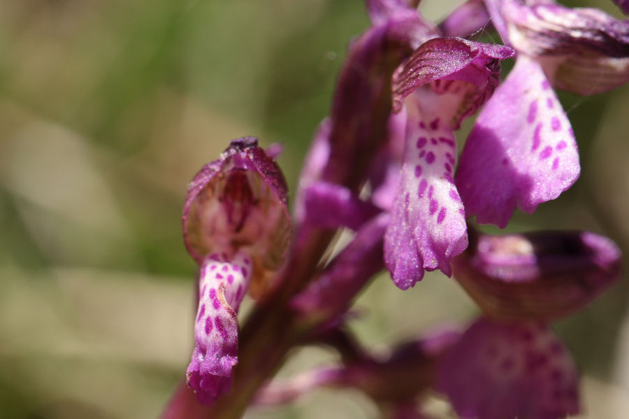 Anacamptis morio