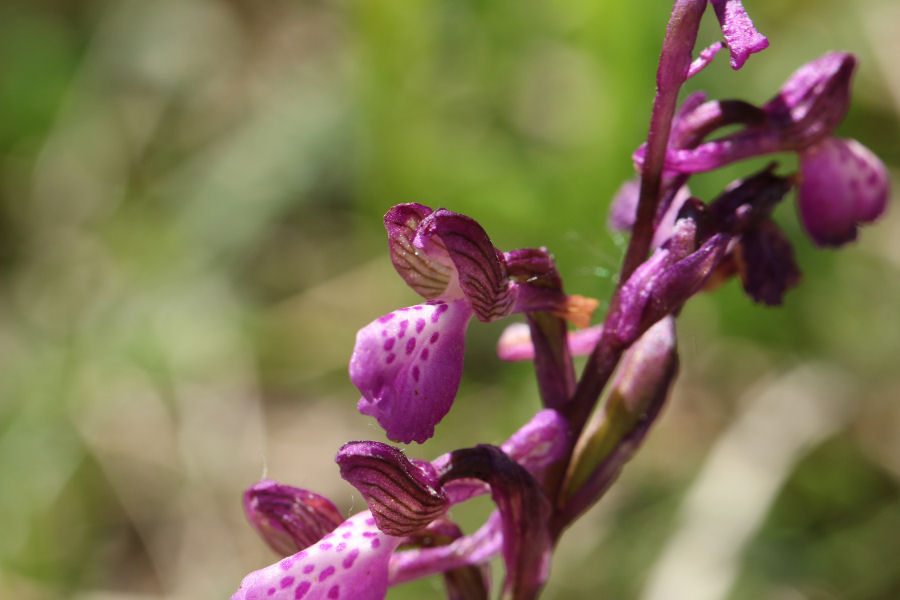 Anacamptis morio