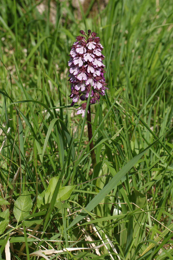 tutte Orchis purpurea