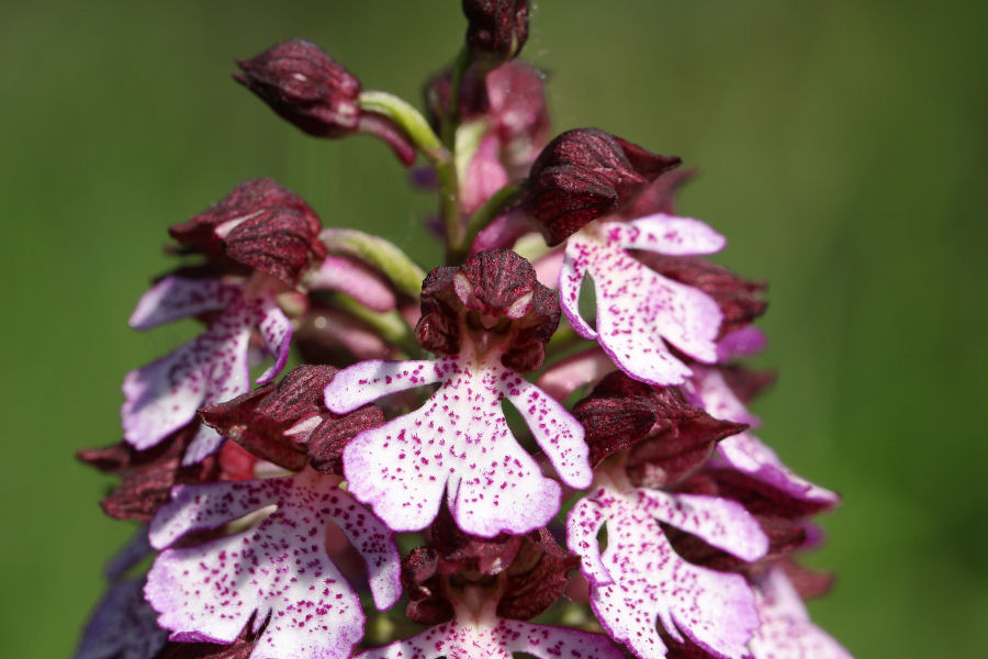 tutte Orchis purpurea