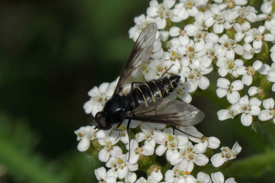 Lomatia sp. (Bombyliidae)