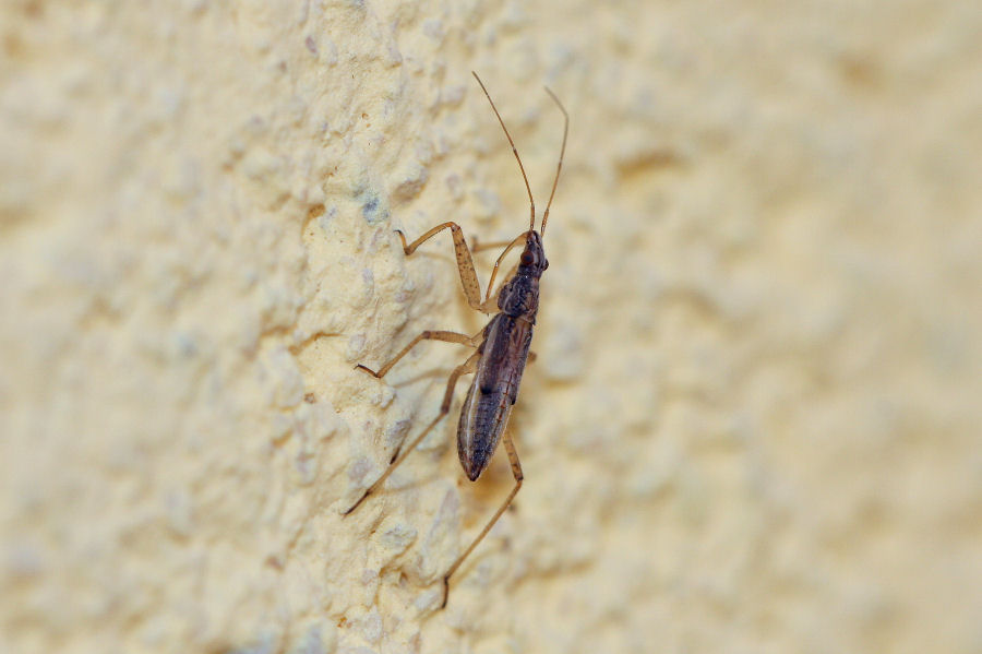 Nabidae: ninfa di Nabis sp. dell''Emilia (BO)