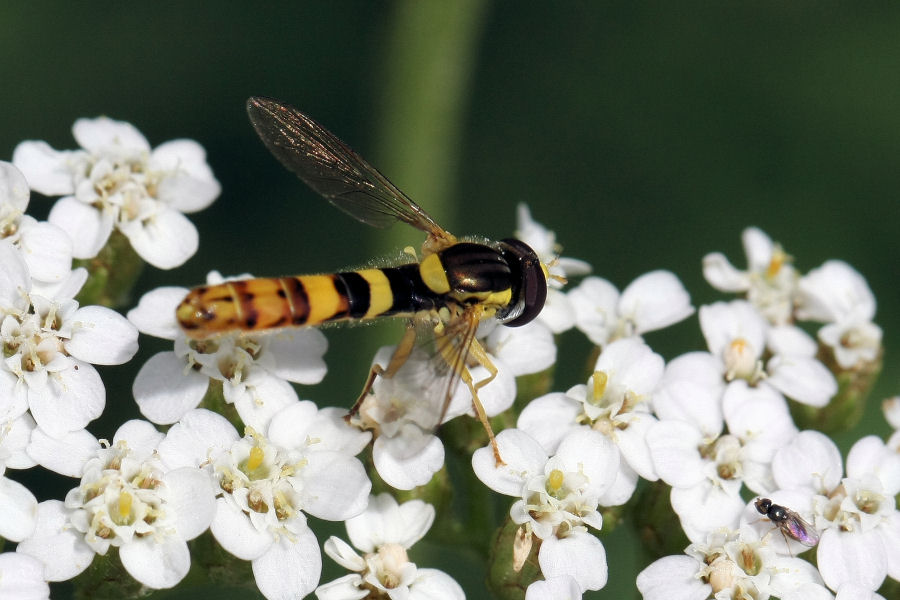 Syrphidae da id.