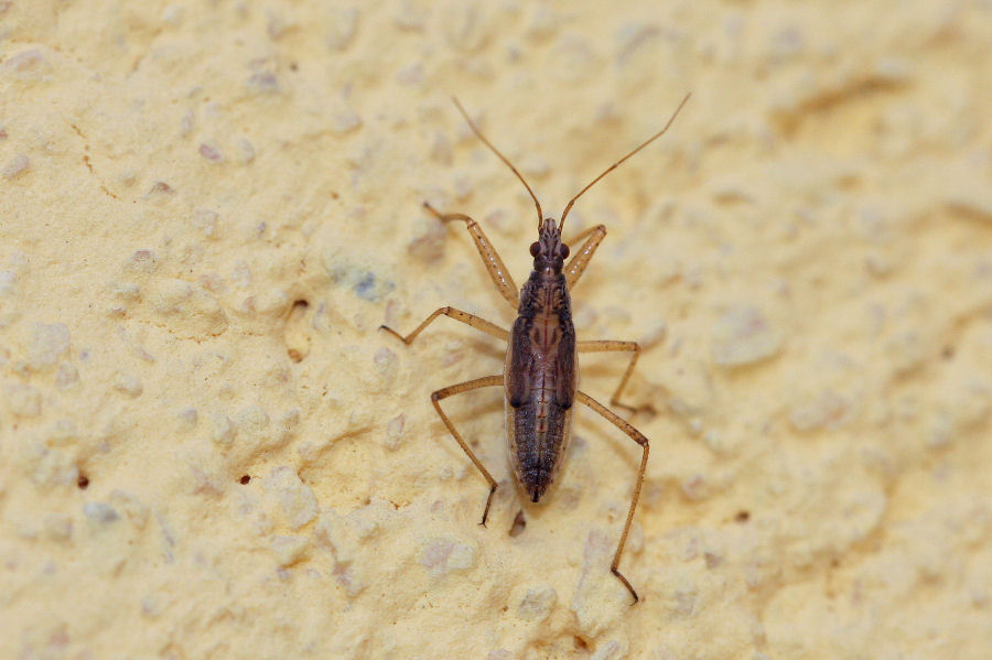 Nabidae: ninfa di Nabis sp. dell''Emilia (BO)