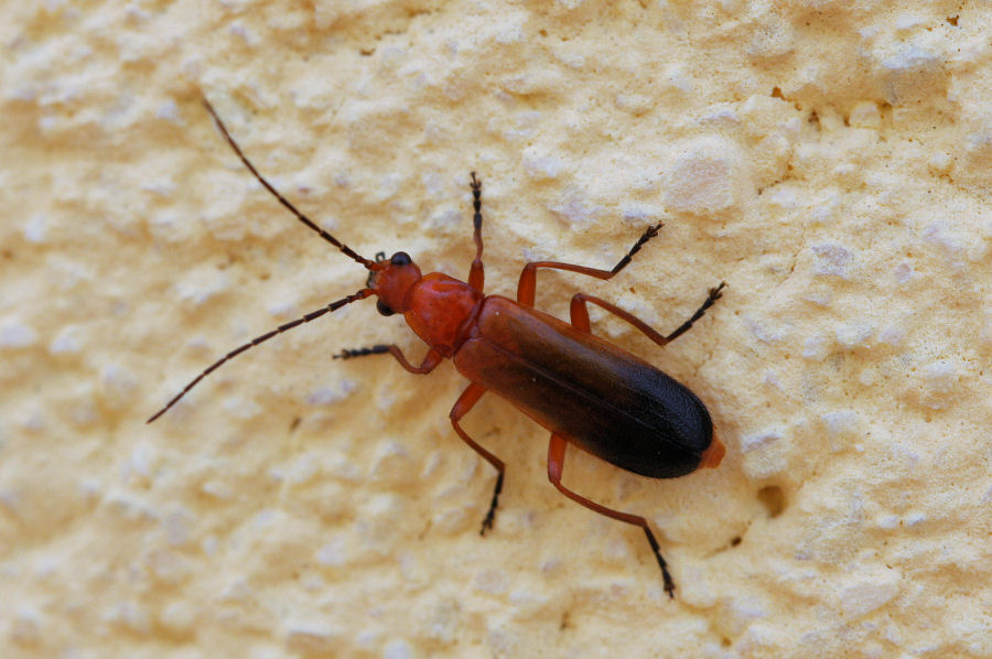 Cantharidae da id. - Rhagonycha fulva