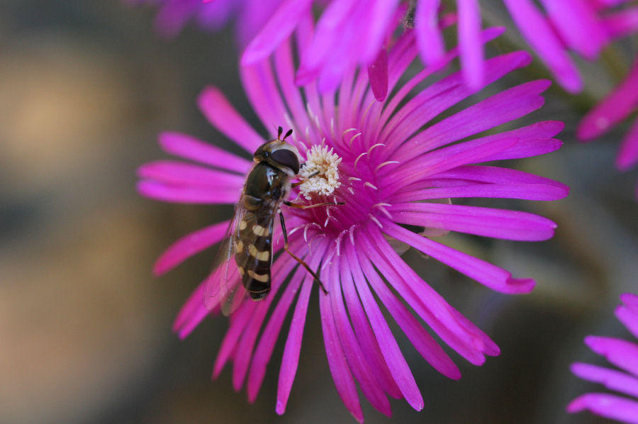 Syrphidae: Scaeva pyrastri o dignota?