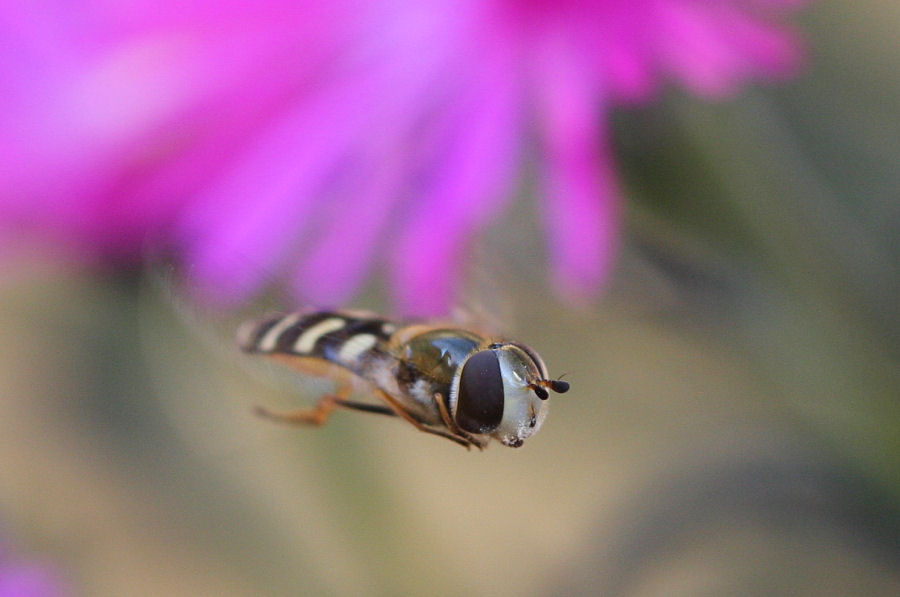 Syrphidae: Scaeva pyrastri o dignota?