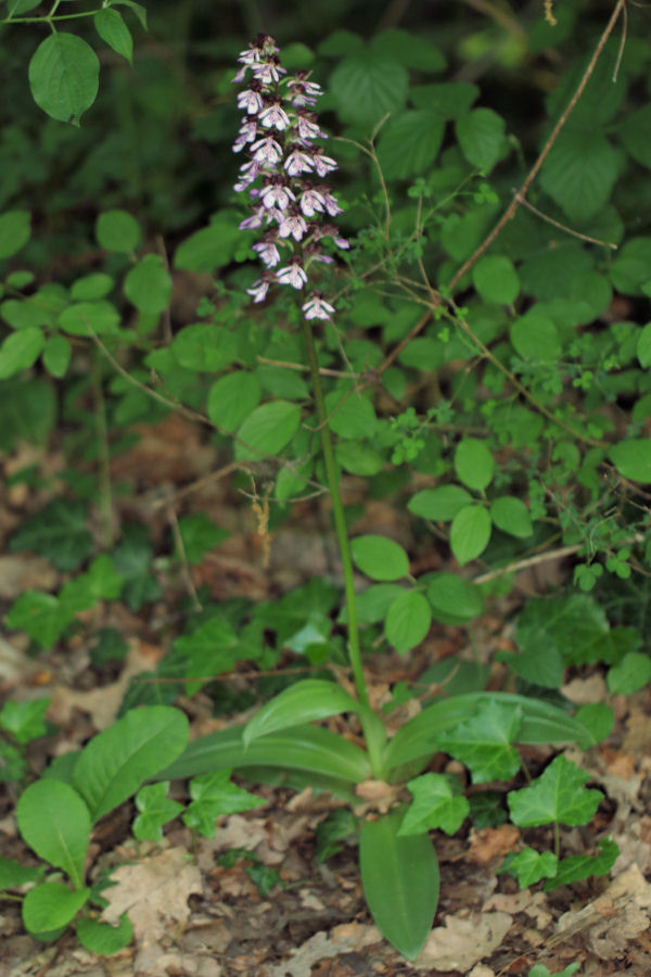 tutte Orchis purpurea