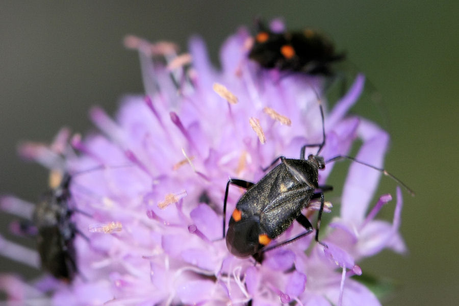 Miridae: Closterotomus cinctipes dell''Emilia (BO)