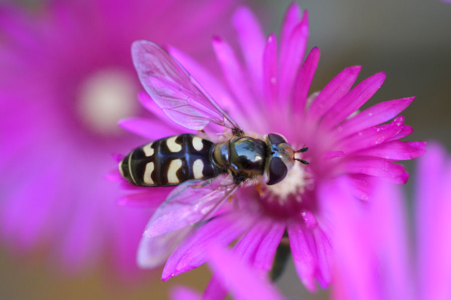 Syrphidae: Scaeva pyrastri o dignota?