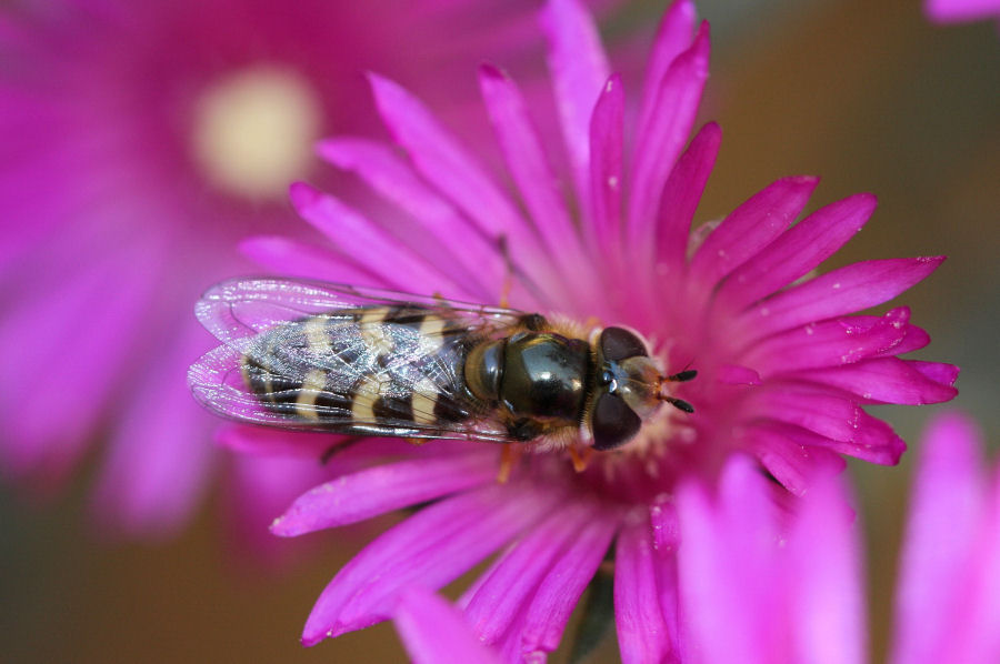 Syrphidae: Scaeva pyrastri o dignota?