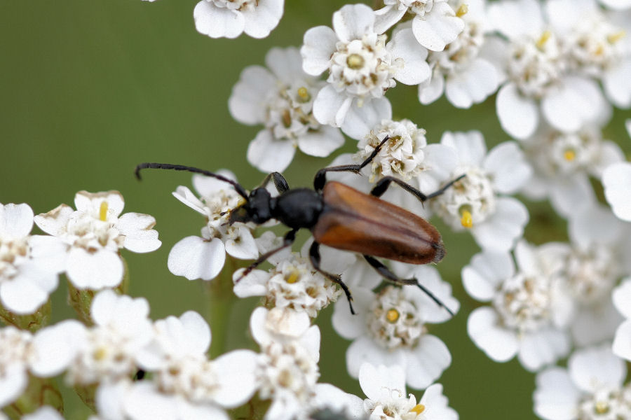 Pseudovadonia livida e maschio di Oedemera cfr lurida