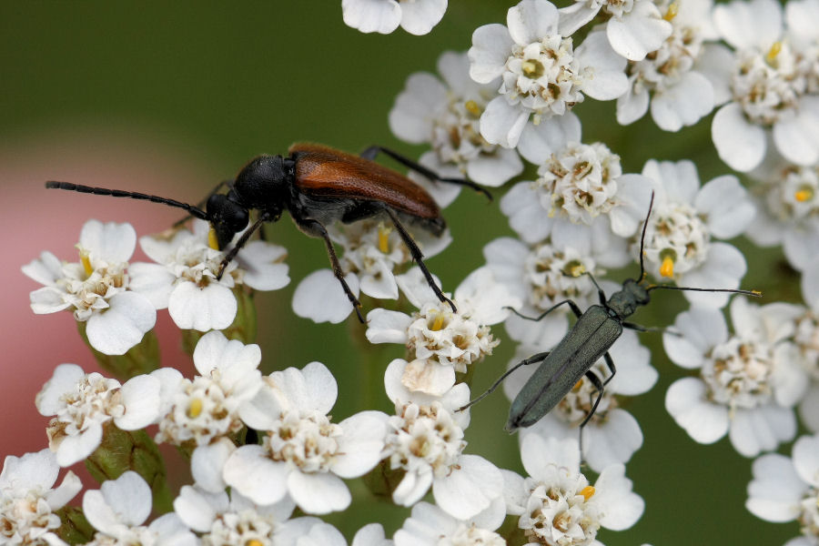 Pseudovadonia livida e maschio di Oedemera cfr lurida