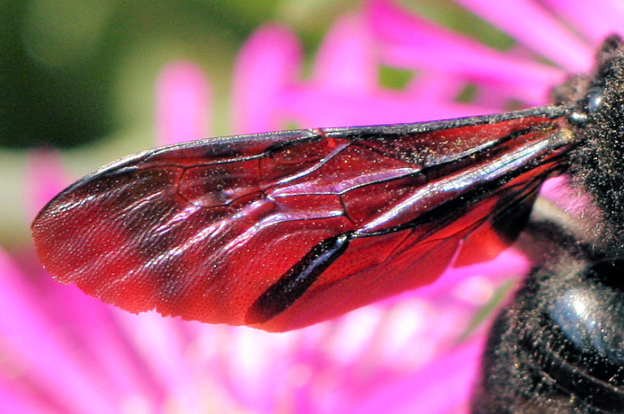 Xylocopa violacea? ....meglio Xylocopa sp.