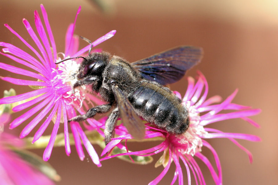 Xylocopa violacea? ....meglio Xylocopa sp.