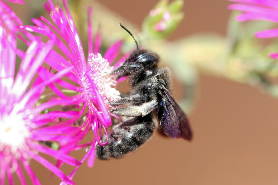 Xylocopa violacea? ....meglio Xylocopa sp.