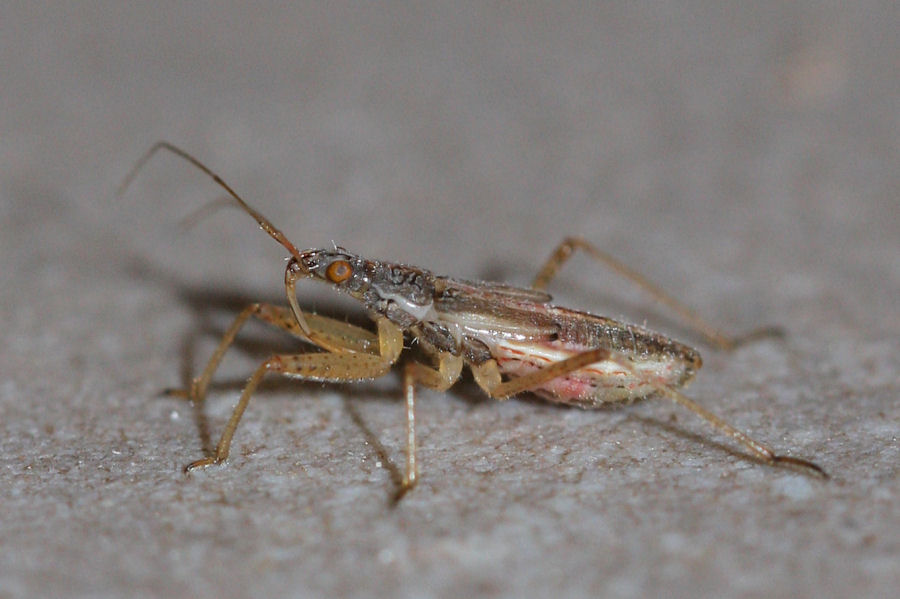 Nabidae: ninfa di Nabis sp. dell''Emilia (BO)