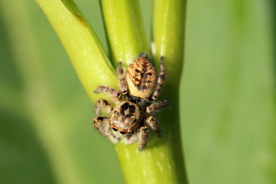 femmina di Carrhotus xanthogramma - Castel Maggiore (BO)