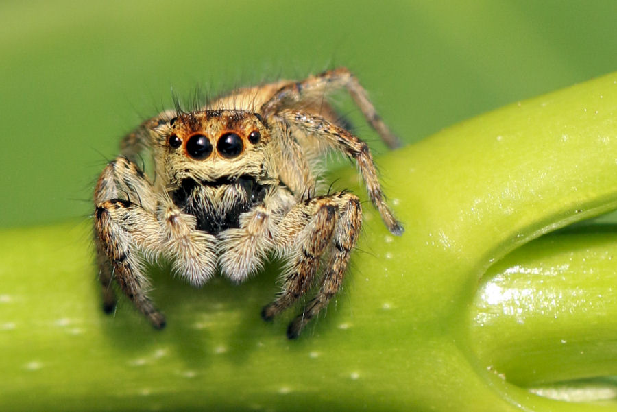 femmina di Carrhotus xanthogramma - Castel Maggiore (BO)