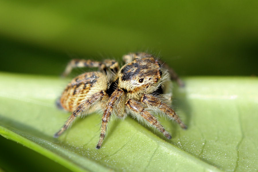 femmina di Carrhotus xanthogramma - Castel Maggiore (BO)