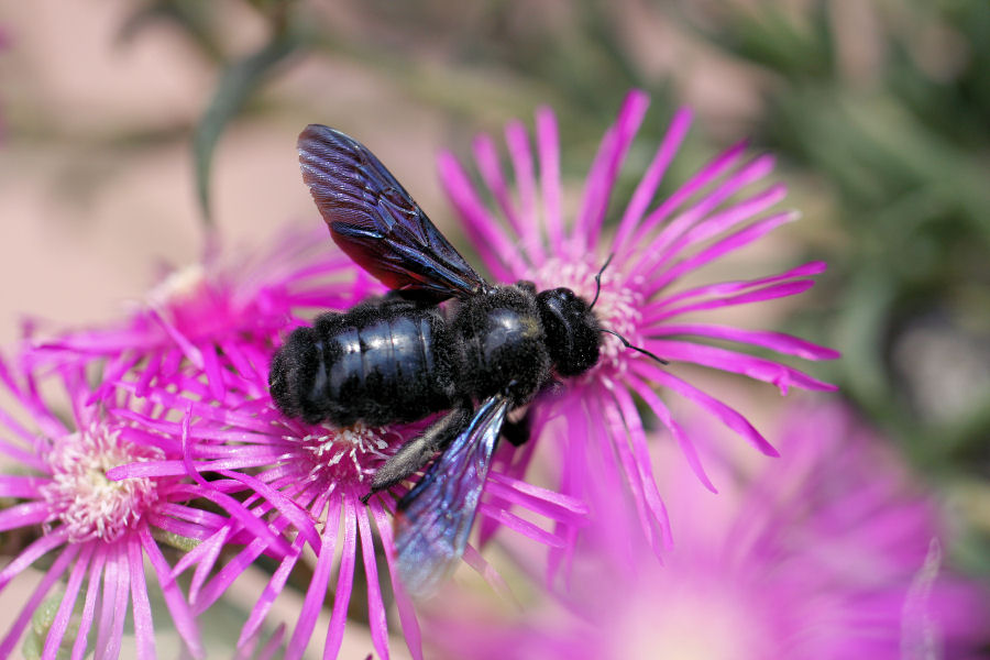 Xylocopa violacea? ....meglio Xylocopa sp.