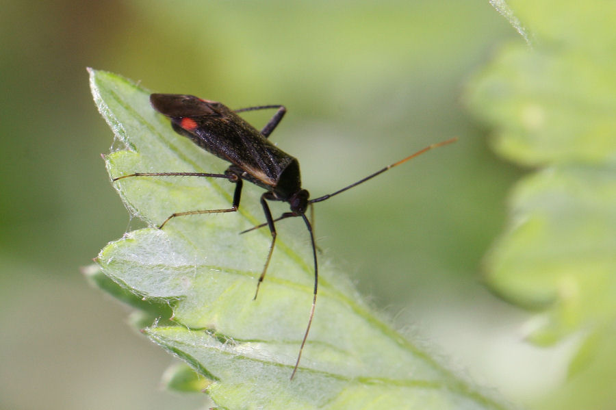 Miridae: Adelphocoris seticornis dell''Emilia (BO)