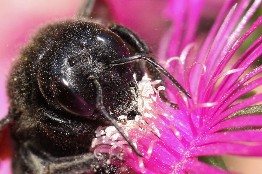 Xylocopa violacea? ....meglio Xylocopa sp.