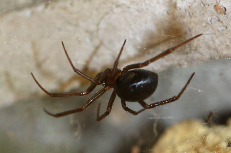 Steatoda grossa - Castel Maggiore (BO)