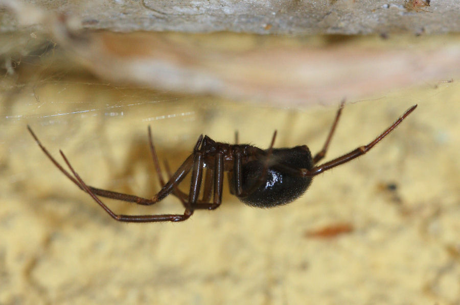 Steatoda grossa - Castel Maggiore (BO)